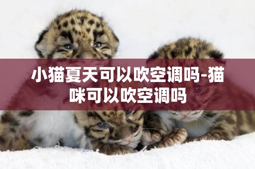 小貓夏天可以吹空調嗎-貓咪可以吹空調嗎