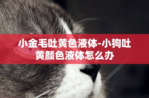 小金毛吐黃色液體-小狗吐黃顏色液體怎么辦