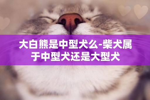 大白熊是中型犬么-柴犬屬于中型犬還是大型犬
