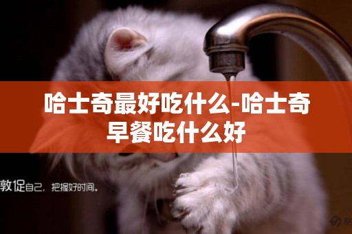 哈士奇最好吃什么-哈士奇早餐吃什么好