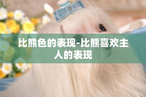 比熊色的表現-比熊喜歡主人的表現