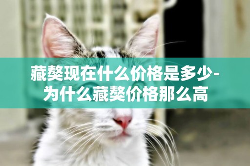藏獒現在什么價格是多少-為什么藏獒價格那么高