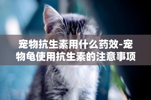 寵物抗生素用什么藥效-寵物龜使用抗生素的注意事項
