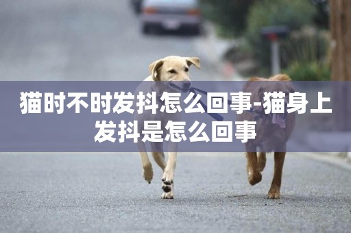 貓時不時發抖怎么回事-貓身上發抖是怎么回事