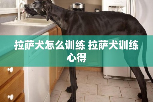 拉薩犬怎么訓練 拉薩犬訓練心得