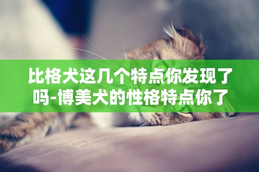 比格犬這幾個特點你發現了嗎-博美犬的性格特點你了解嗎