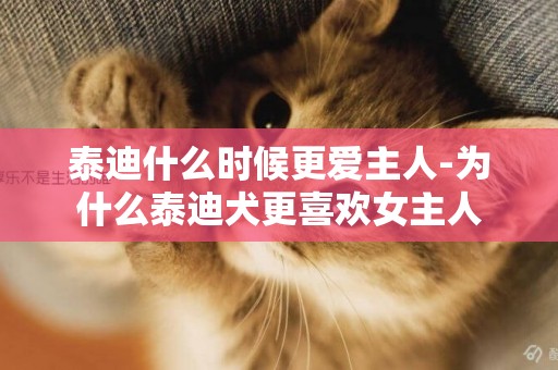 泰迪什么時候更愛主人-為什么泰迪犬更喜歡女主人