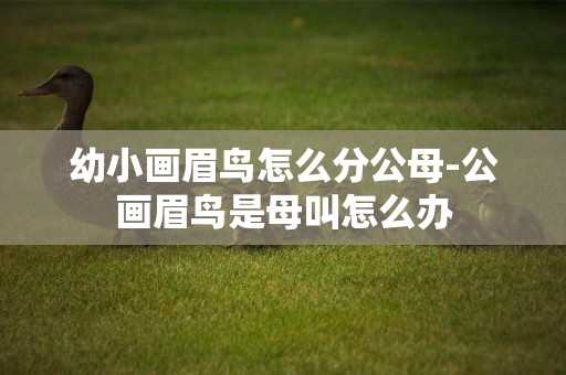 幼小畫眉鳥怎么分公母-公畫眉鳥是母叫怎么辦