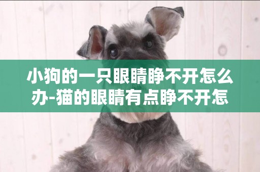 小狗的一只眼睛睜不開怎么辦-貓的眼睛有點睜不開怎么辦
