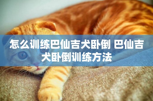怎么訓練巴仙吉犬臥倒 巴仙吉犬臥倒訓練方法
