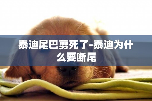 泰迪尾巴剪死了-泰迪為什么要斷尾