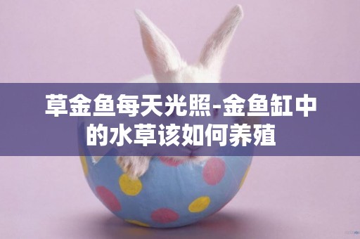 草金魚每天光照-金魚缸中的水草該如何養殖