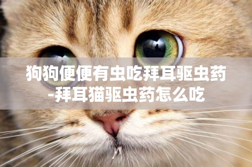 狗狗便便有蟲吃拜耳驅蟲藥-拜耳貓驅蟲藥怎么吃