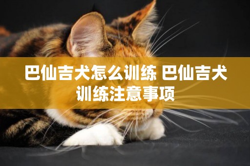 巴仙吉犬怎么訓練 巴仙吉犬訓練注意事項