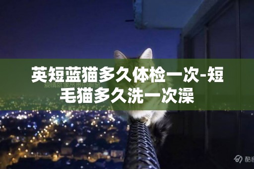 英短藍貓多久體檢一次-短毛貓多久洗一次澡