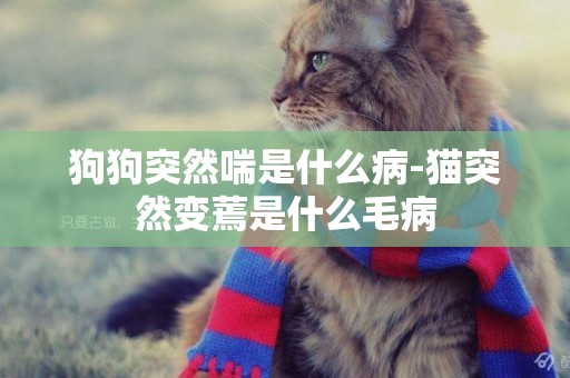 狗狗突然喘是什么病-貓突然變蔫是什么毛病