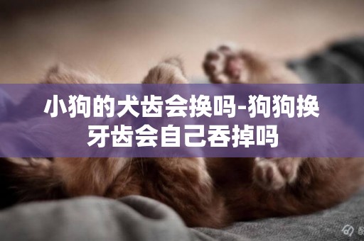 小狗的犬齒會換嗎-狗狗換牙齒會自己吞掉嗎