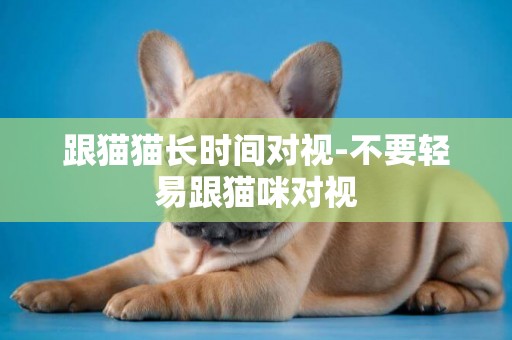 跟貓貓長時間對視-不要輕易跟貓咪對視