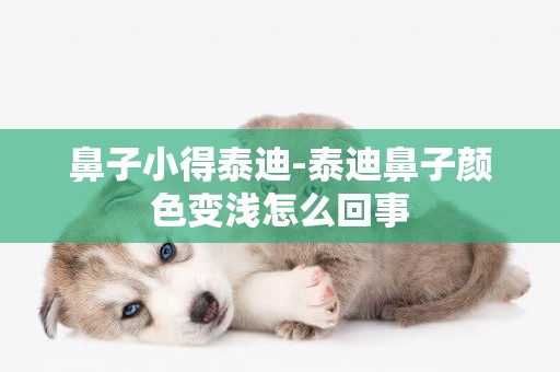 鼻子小得泰迪-泰迪鼻子顏色變淺怎么回事