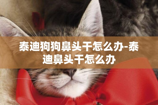 泰迪狗狗鼻頭干怎么辦-泰迪鼻頭干怎么辦