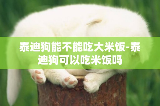 泰迪狗能不能吃大米飯-泰迪狗可以吃米飯嗎