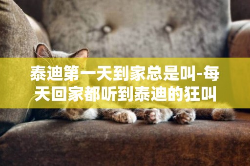 泰迪第一天到家總是叫-每天回家都聽到泰迪的狂叫