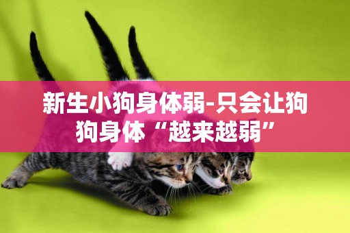 新生小狗身體弱-只會讓狗狗身體“越來越弱”