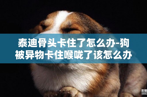 泰迪骨頭卡住了怎么辦-狗被異物卡住喉嚨了該怎么辦