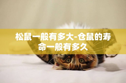 松鼠一般有多大-倉鼠的壽命一般有多久