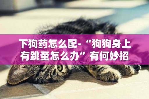 下狗藥怎么配-“狗狗身上有跳蚤怎么辦”有何妙招