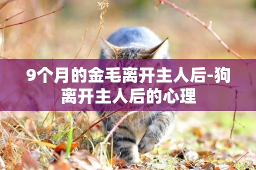 9個月的金毛離開主人后-狗離開主人后的心理