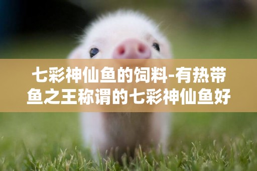 七彩神仙魚的飼料-有熱帶魚之王稱謂的七彩神仙魚好看難養