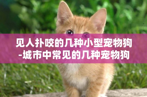 見人撲咬的幾種小型寵物狗-城市中常見的幾種寵物狗
