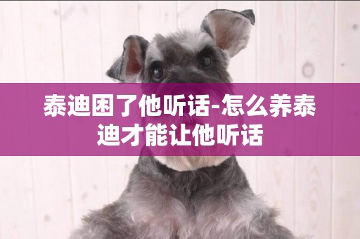 泰迪困了他聽話-怎么養泰迪才能讓他聽話