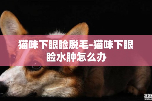 貓咪下眼瞼脫毛-貓咪下眼瞼水腫怎么辦