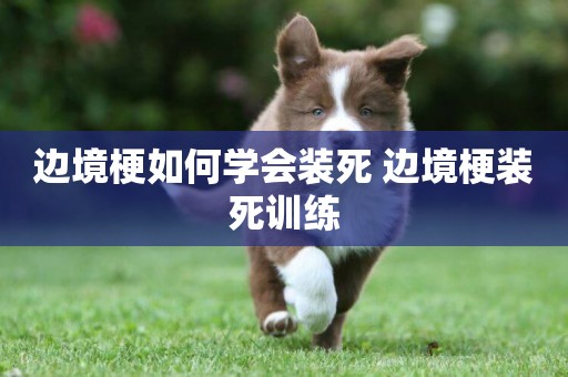 邊境梗如何學會裝死 邊境梗裝死訓練
