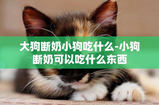 大狗斷奶小狗吃什么-小狗斷奶可以吃什么東西