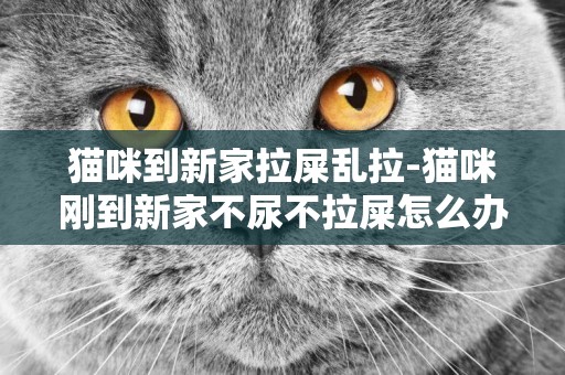 貓咪到新家拉屎亂拉-貓咪剛到新家不尿不拉屎怎么辦