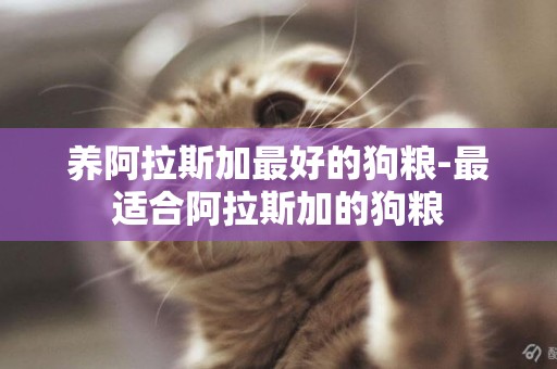 養阿拉斯加最好的狗糧-最適合阿拉斯加的狗糧