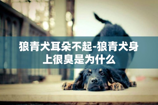 狼青犬耳朵不起-狼青犬身上很臭是為什么