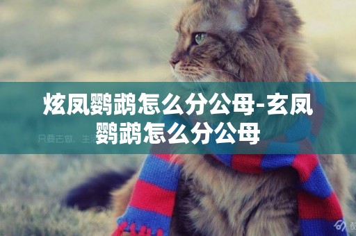 炫鳳鸚鵡怎么分公母-玄鳳鸚鵡怎么分公母