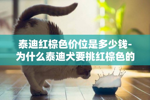 泰迪紅棕色價位是多少錢-為什么泰迪犬要挑紅棕色的