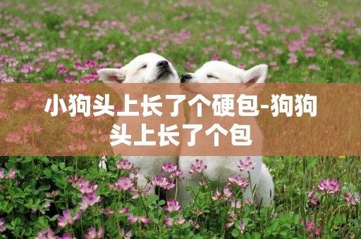 小狗頭上長了個硬包-狗狗頭上長了個包