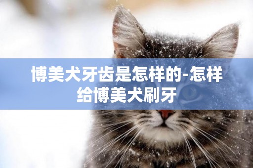博美犬牙齒是怎樣的-怎樣給博美犬刷牙