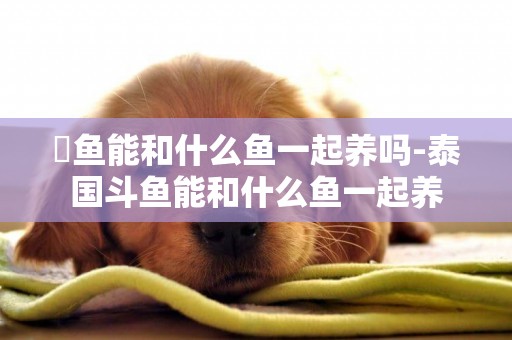 魟魚能和什么魚一起養嗎-泰國斗魚能和什么魚一起養