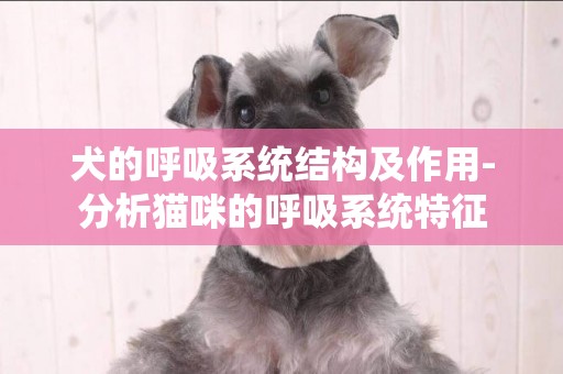 犬的呼吸系統結構及作用-分析貓咪的呼吸系統特征