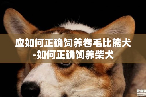 應如何正確飼養卷毛比熊犬-如何正確飼養柴犬