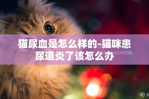 貓尿血是怎么樣的-貓咪患尿道炎了該怎么辦