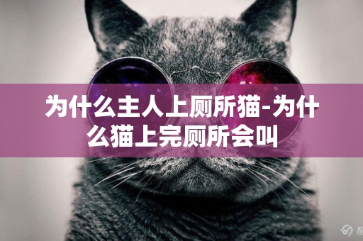 為什么主人上廁所貓-為什么貓上完廁所會叫