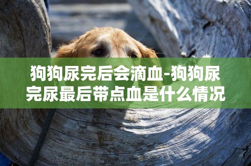 狗狗尿完后會滴血-狗狗尿完尿最后帶點血是什么情況